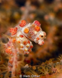 There is something very cute about Pygmy seahorses. This ... by Hani Omar 